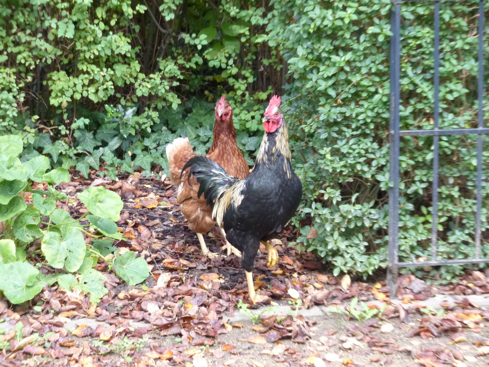Hühner zu Besuch im Altenheim Am Lindenberg in Salzgitter-Thiede