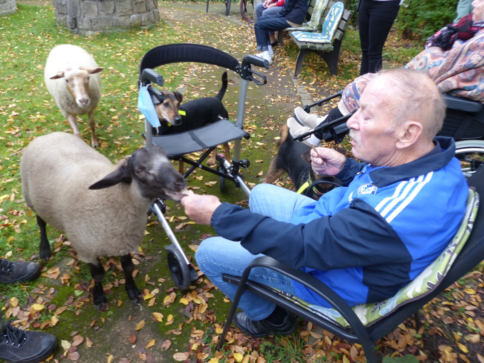Schafe füttern beim Tier-Besuch in der Residenz Am Lindenberg in Salzgitter-Thiede