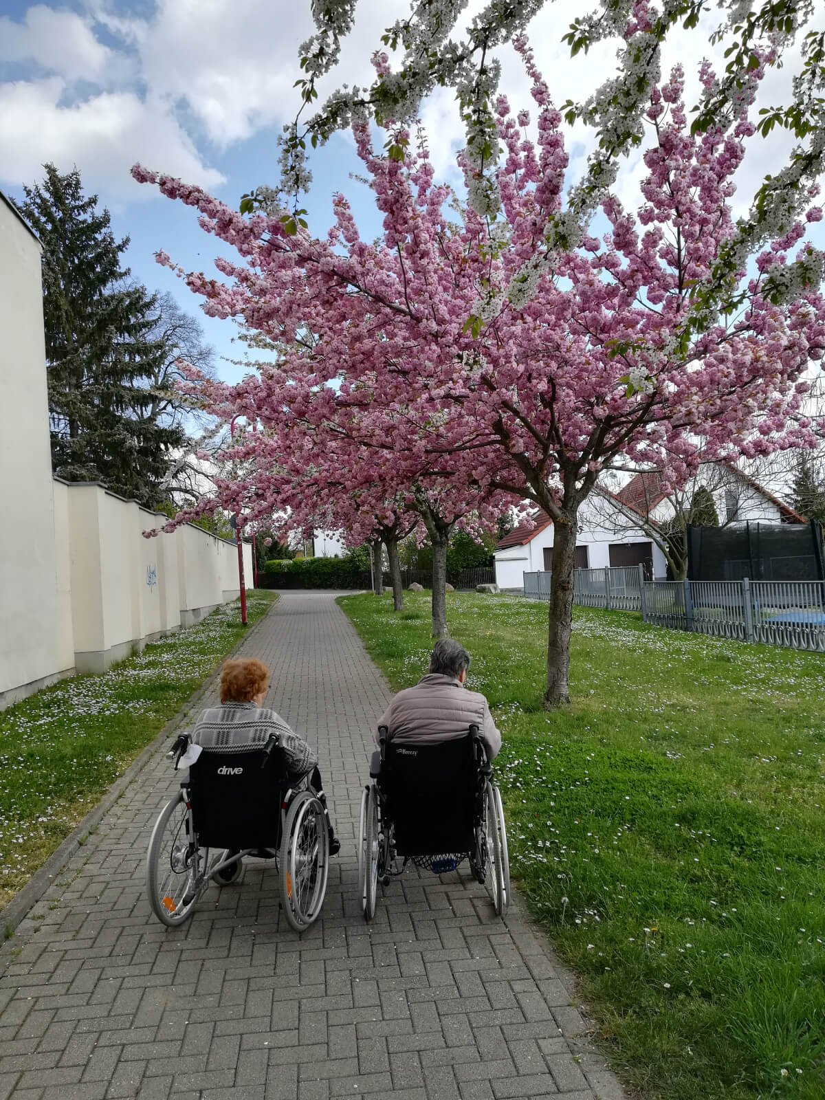 Senioren im Rollstuhl genießen den Frühling beim Spazieren unter blühenden Bäumen